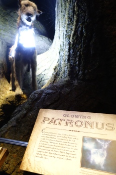 Untuk dapat shoot Patronus ini, para kru menggunakan lampu LED yang diikat dibadan seekor anjing dan kemudian baru diedit secara digital.